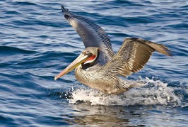 Brown Pelicans: Quite the Change in Wardrobe