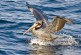 Brown Pelicans: Quite the Change in Wardrobe
