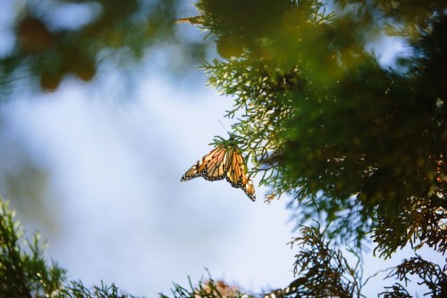 This monarch's delicate wings resemble stained glass. Photo: Crystal Birns Photography