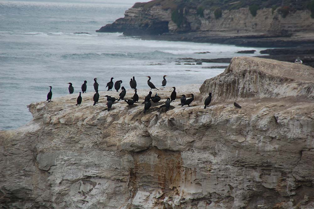 A group of Brandt's cormorants and some nests off of Natural Bridges State Beach late-February 2014. The grey mounds are the nests.