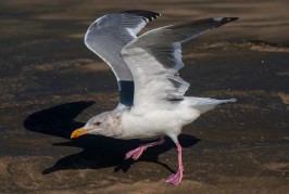 Do You Know Your Seagulls?