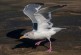 Do You Know Your Seagulls?