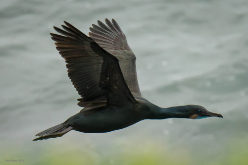 A Brandt's cormorant with a blue chin indicating it's breeding season. Picture courtesy of and copyright Paul Babb 2014.