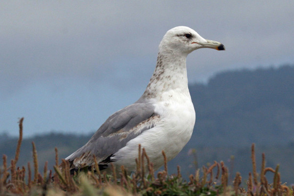 A California gull, June 30 2010. Photo by Dick Daniels and courtesy Wikimedia Commons.