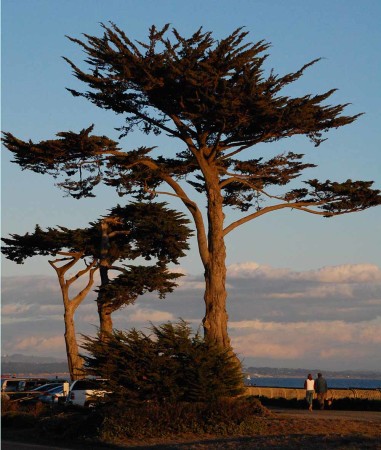 Monterey cypress trees in Lighthouse Field State Park. These trees were likely planted when this property belonged to the Phelans in the early 1900s. Photo © Mobile Ranger.