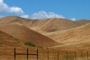 California’s Golden Rolling Hills Aren’t Native!