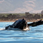 Humpback Heaven!