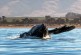 Humpback Heaven!