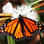 Nature’s Beauties: Monarchs!