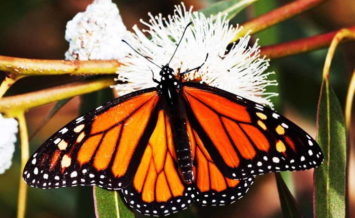Multitudes of Monarchs at Natural Bridges State Beach
