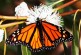 Multitudes of Monarchs at Natural Bridges State Beach