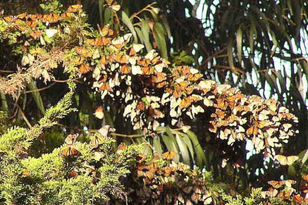 A monarch cluster at Lighthouse Field, December, 2005. While they are next to a Eucayptus tree, the monarchs are on a branch of Monterey cypress. Photo courtesy of and © Vicki and Chuck Rogers.