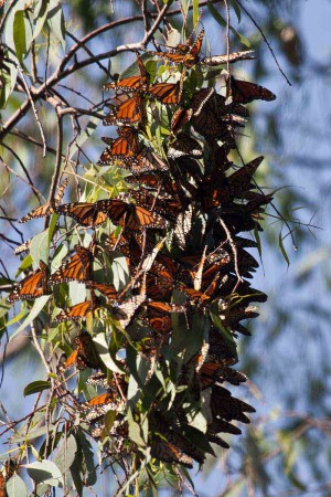 A monarch cluster on a eucalyptus branch at Natural Bridges November, 2010.  Photo courtesy of and © Elise Wormuth.