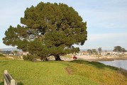Trees of West Cliff Drive: Native but not Natural