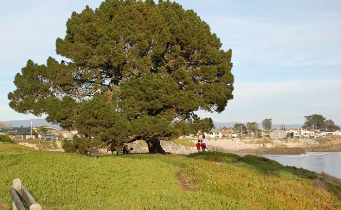 Trees of West Cliff Drive: Native but not Natural