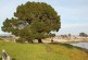 Trees of West Cliff Drive: Native but not Natural