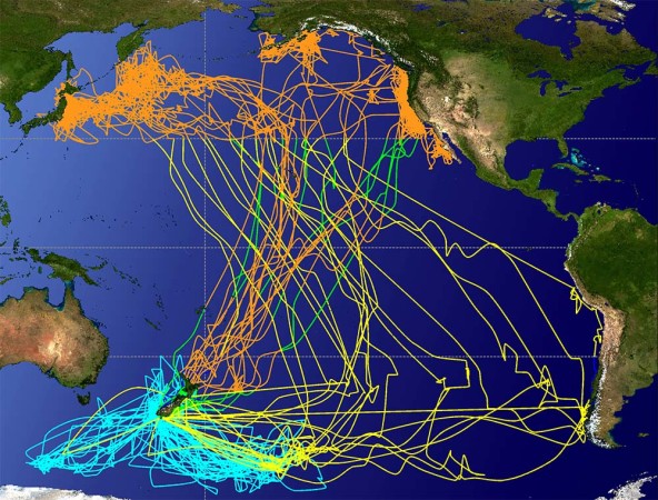 Tracks of 19 sooty shearwaters during breeding (light blue) and subsequent migration pathways (yellow and green, start of migration and northward transit; orange, wintering grounds and southward transit). Image courtesy of Dr. Scott Shaffer and Copyright by The Proceedings of the National Academy of Science 2006.