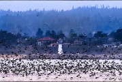 Migration Madness: The Sooty Shearwaters are Back!