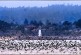 Migration Madness: The Sooty Shearwaters are Back!