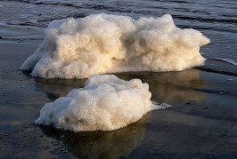 Sea Foam: It’s What’s for Dessert!