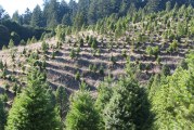 The History of the Christmas Tree Farm and Where to Find the Perfect Tree