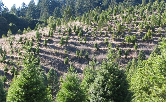 The History of the Christmas Tree Farm and Where to Find the Perfect Tree