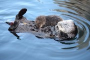 Sea Otters: Time to Look for the Babies!