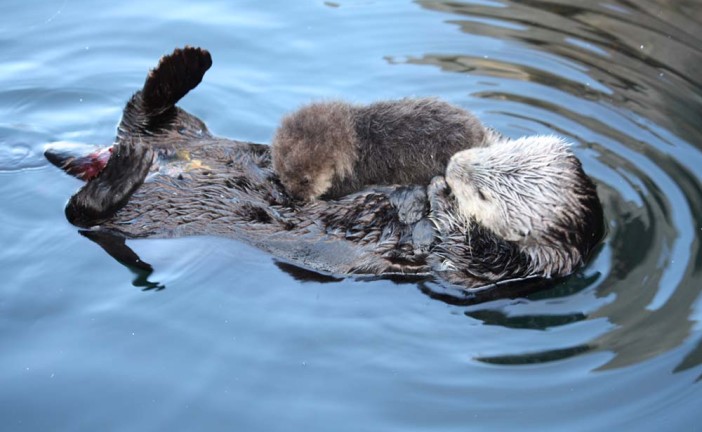 Sea Otters: Time to Look for the Babies!