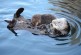 Sea Otters: Time to Look for the Babies!