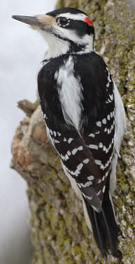 Hairy Woodpecker Picoides villosus. Photo courtesy of Mdf.