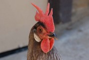 Hey, Easter Bunny: If you need eggs, try chickens from Santa Cruz!