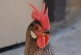 Hey, Easter Bunny: If you need eggs, try chickens from Santa Cruz!