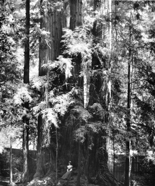 A young woman sits among a cathedral of redwood trees in Henry Cowell State Park,circa 1903. Photo Courtesy of California Historical Society Collection, 1860-1960.