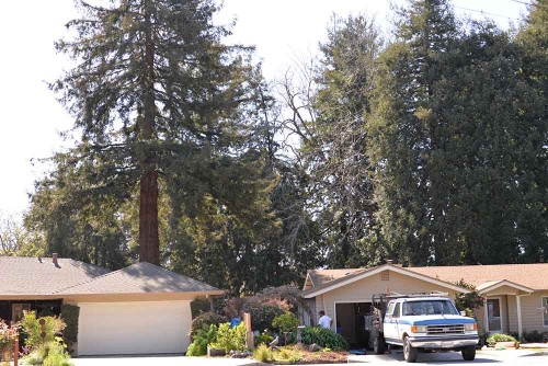 Although an undistinguished subdivision today, those redwoods growing the backyards are relics of a celebrated farm that flourished here.