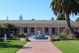 The Accidental Date Palm at Santa Cruz City Hall