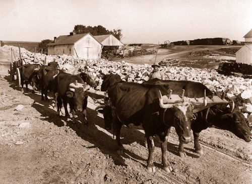 Oxen hauling limerock to kilns. The Blacksmith Shop is visible in the background. Photo courtesy of Special Collections and Archives, University of California Santa Cruz.