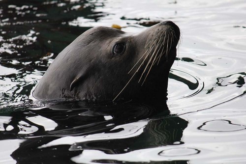 A lone sea lion in the water. Note the ear flap. Picture © Ian Hunter. 