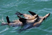 The Santa Cruz Wharf: Is that a Sea Lion or Seal?