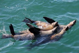 The Santa Cruz Wharf: Is that a Sea Lion or Seal?