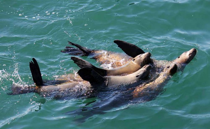 The Santa Cruz Wharf: Is that a Sea Lion or Seal?