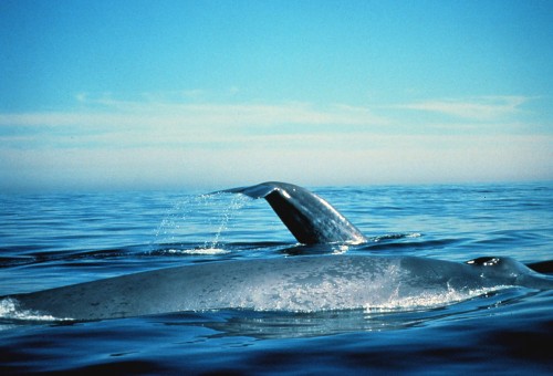 Blue whales in the Gulf of the Farallones National Marine Sanctuary. Photo by Dan Shapiro courtesy of NOAA photo library via Flickr.