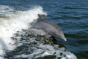 Dolphin Spotting in Monterey Bay