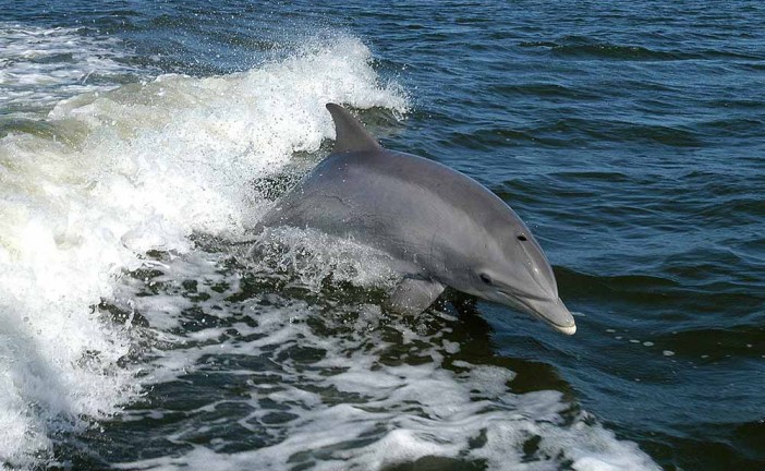 Dolphin Spotting in Monterey Bay