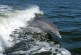 Dolphin Spotting in Monterey Bay