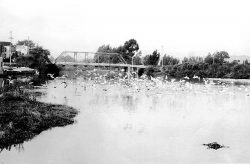 The Cut Bias Bridge  circa 1900. Its spans the San Lorenzo River, connecting the Riverside Hotel to downtown Santa Cruz. Photo courtesy of and © Santa Cruz Public Libraries.