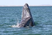 Gray Whales: Mud, Mating and Migrating