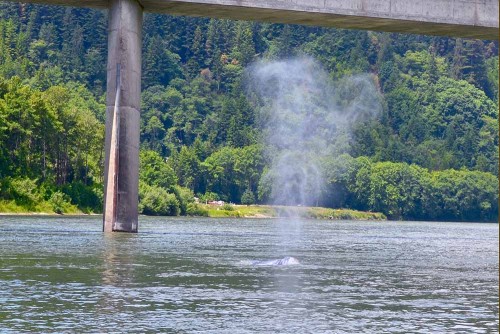 A heart-shaped gray whale spout. Photo by  Linda Tanner via Flickr Creative Commons.
