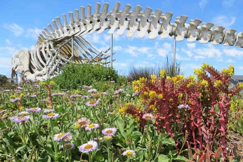 The gray whale at the Seymour Center surrounded by restored native plants:  Erigeron glaucusseaside(seaside daisy) and Dudlea caespitosa (sea lettuce). Picture courtesy of and © Jackie Pascoe.