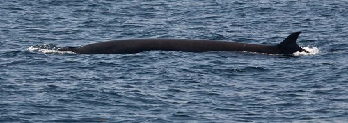 A minke whale. Photo by  Michael "Mike" L. Baird via Flickr Creative Commons.