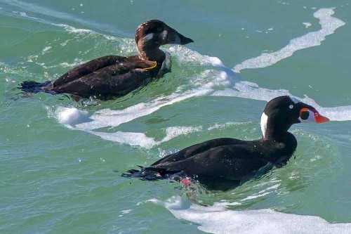 A male and female surf scoter in Santa Cruz. Picture courtesy of and © Paul Babb 2013.